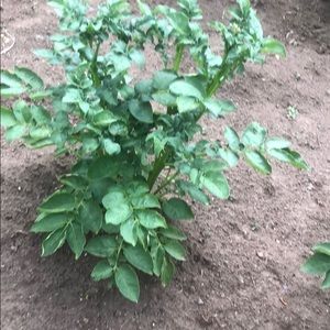 Meet your Posher, Audrey